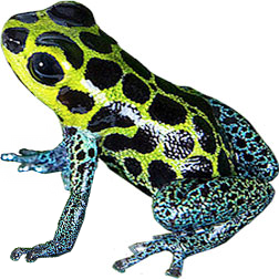Mimic Poison Frog